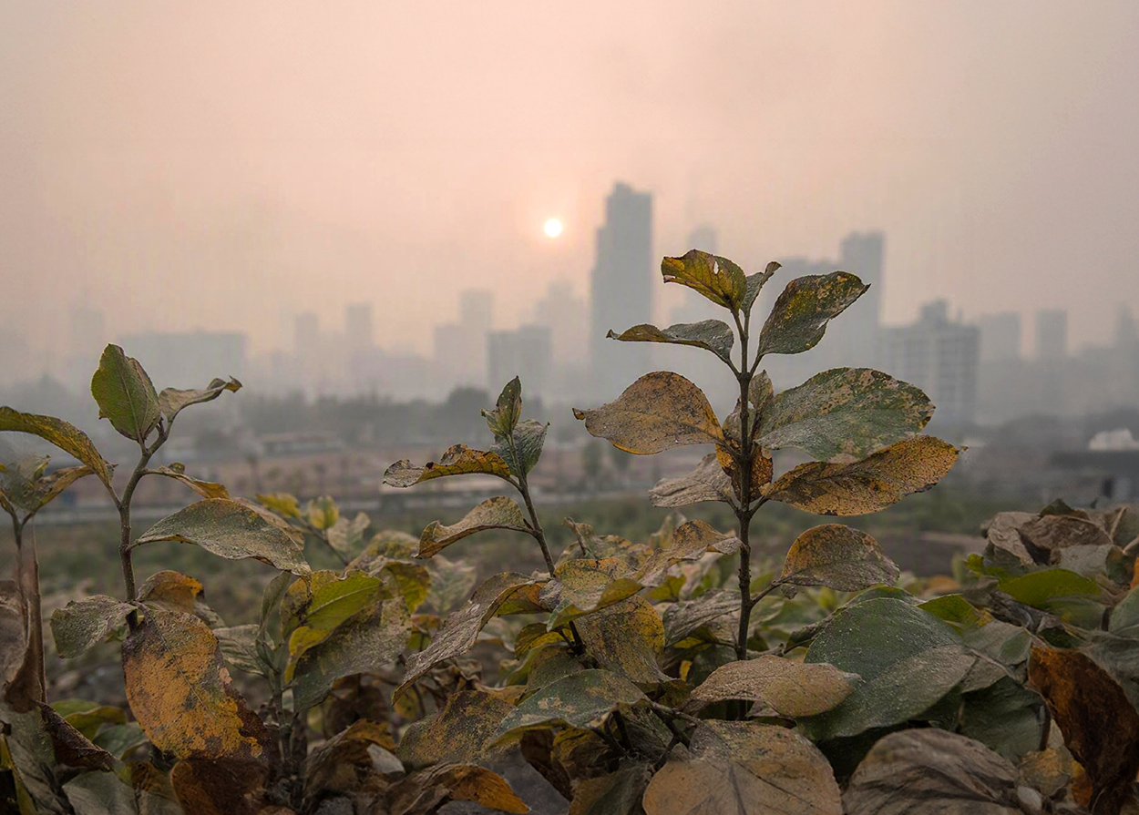 HKU Researchers Reveal Hidden Climate Threat: PM2.5 Pollution Undermines Plant Water-Use Efficiency and Carbon Uptake